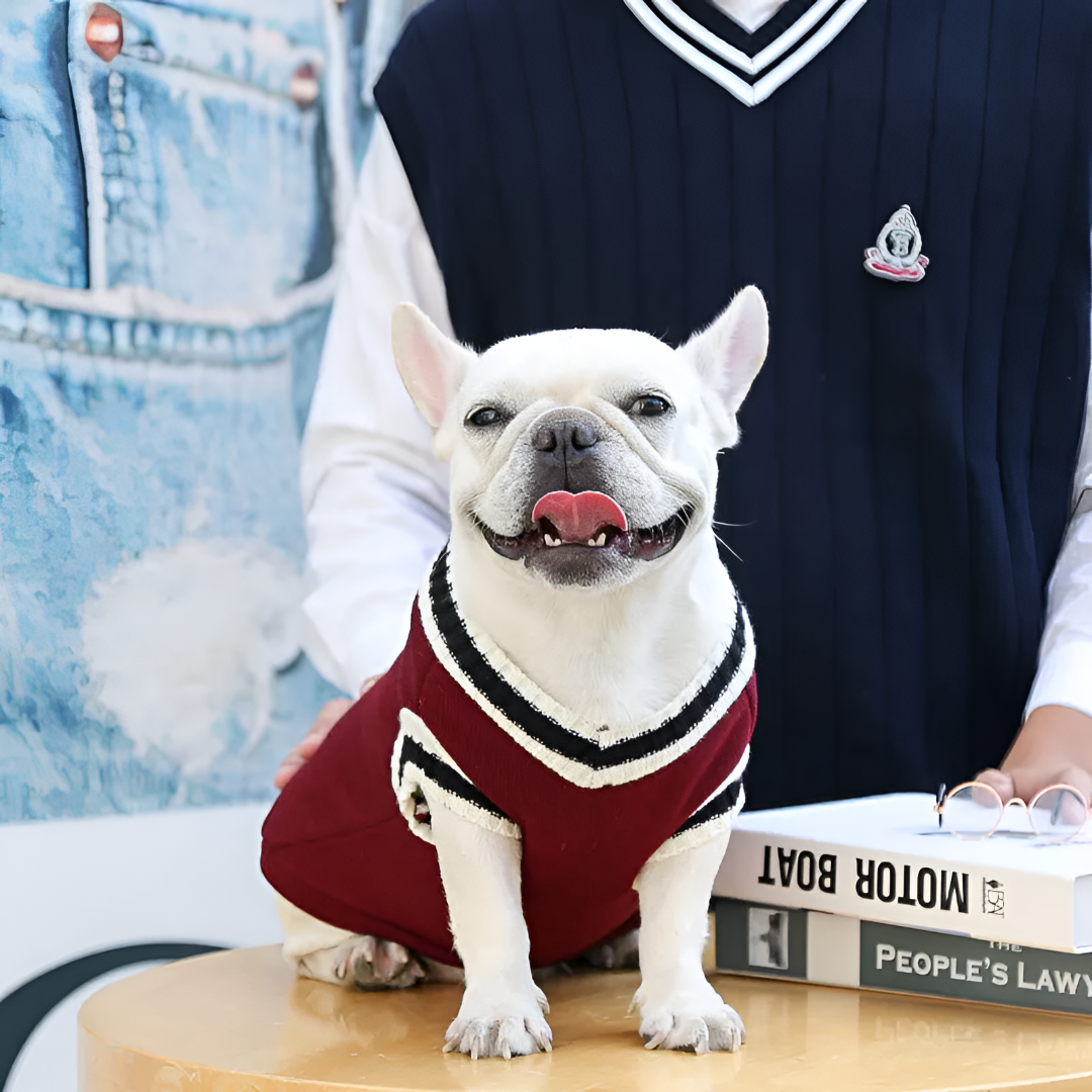 Finding Stylish and Comfortable Pet Apparel