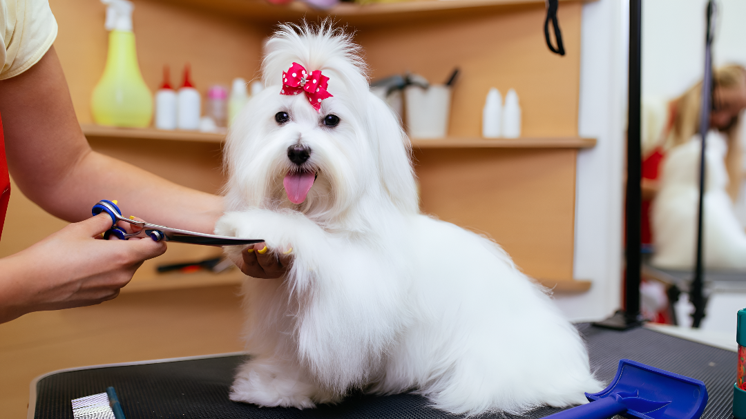 Essential Grooming Tips for Healthy Pets